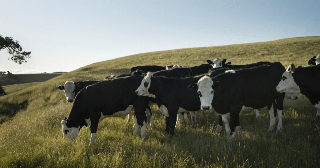 Rural Coach Client Case Study